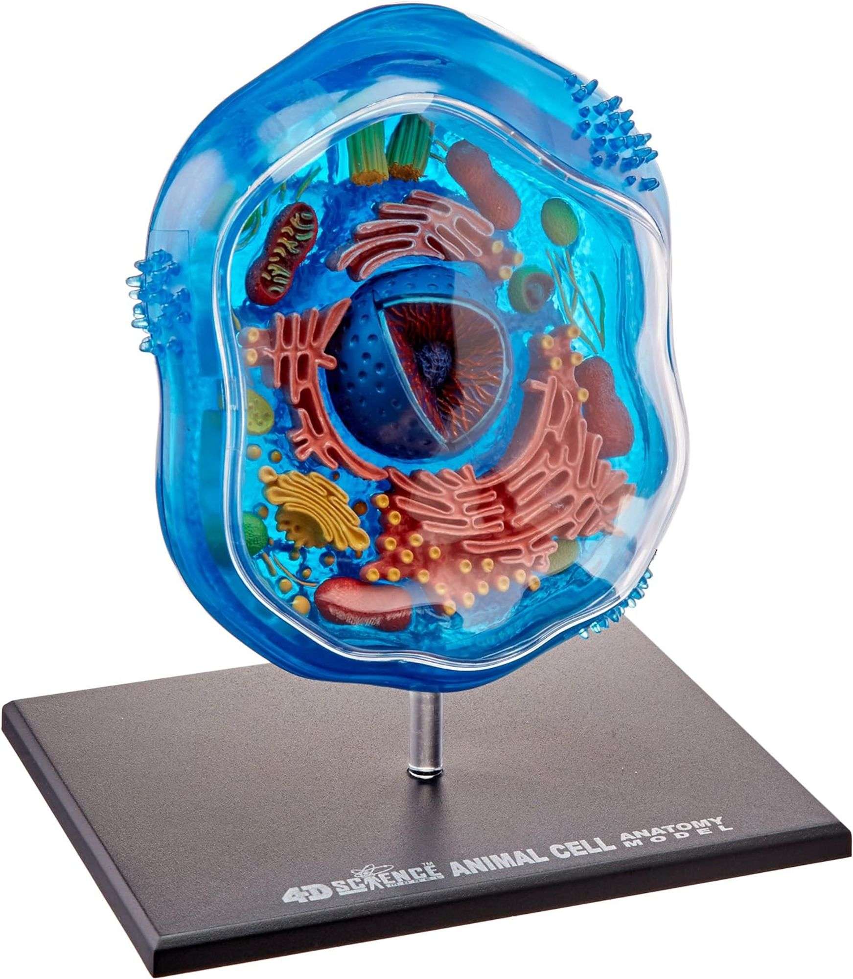 4D Science Animal Cell Anatomy Model - Dutch Goat
