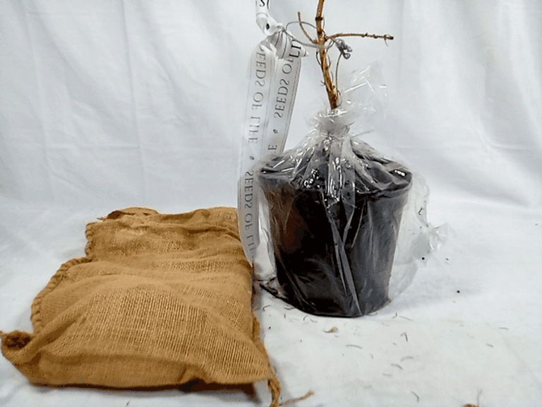 Seeds of Life Tree Kit Dutch Goat