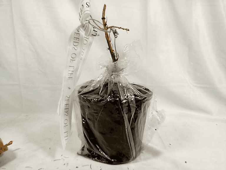 Seeds of Life Tree Kit Dutch Goat